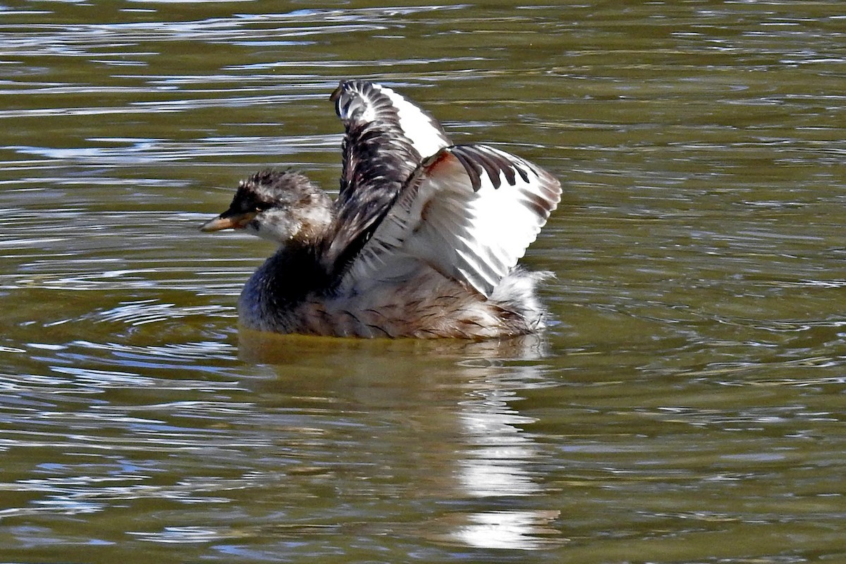 Australasian Grebe - ML646425351