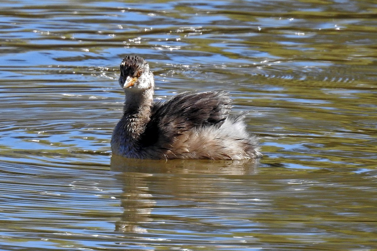 Australasian Grebe - ML646425352