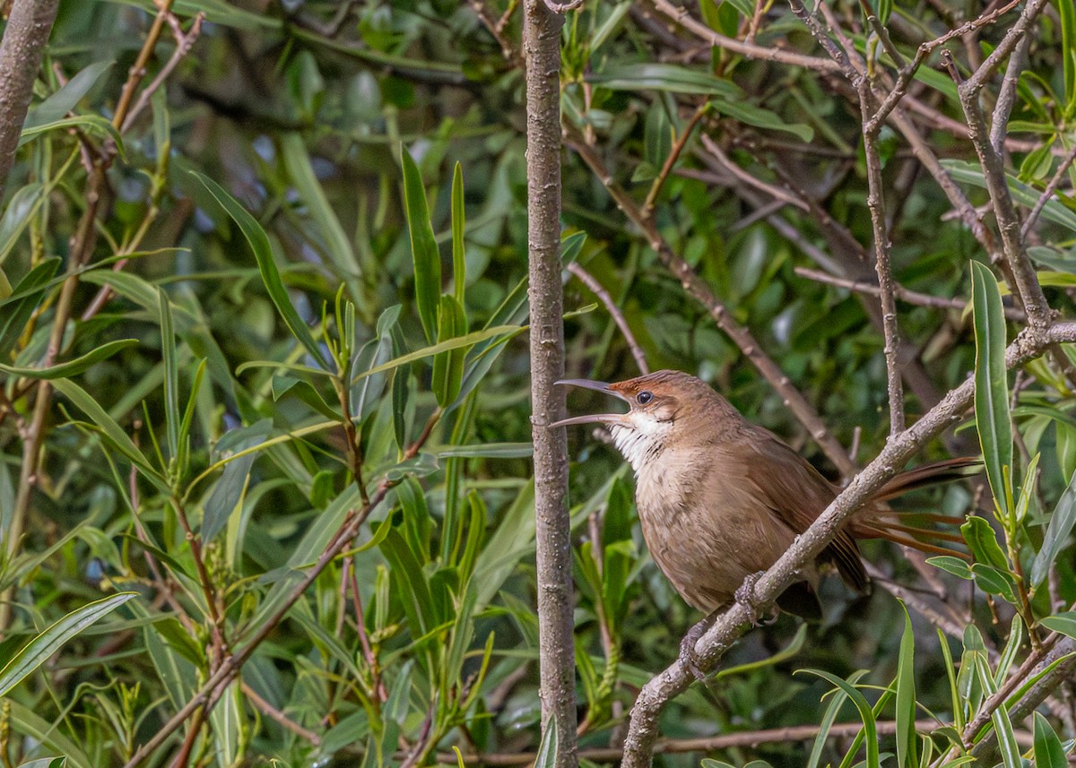 Chaco Earthcreeper - ML646425353