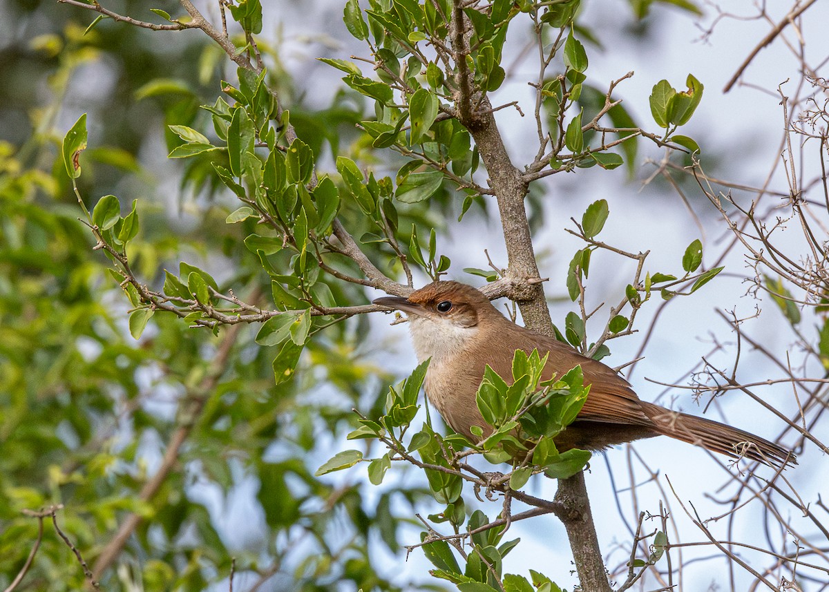 Chaco Earthcreeper - ML646425354
