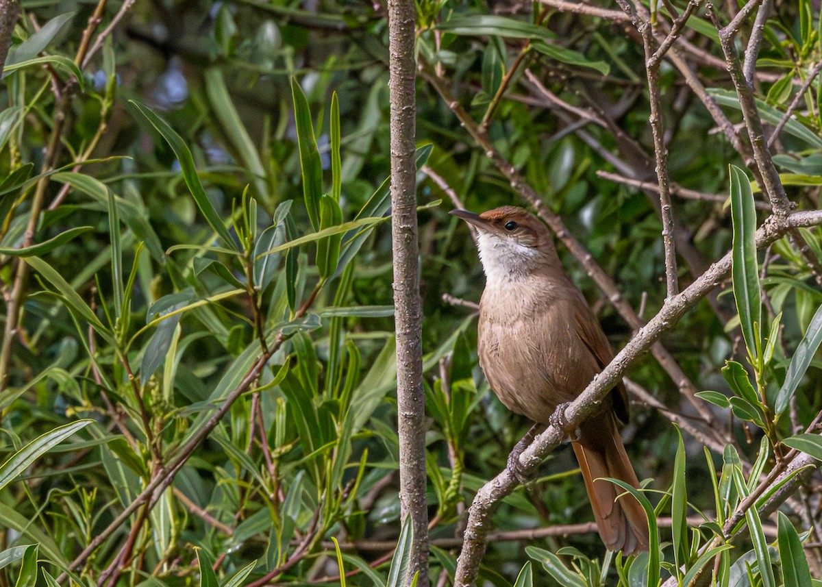 Chaco Earthcreeper - ML646425355