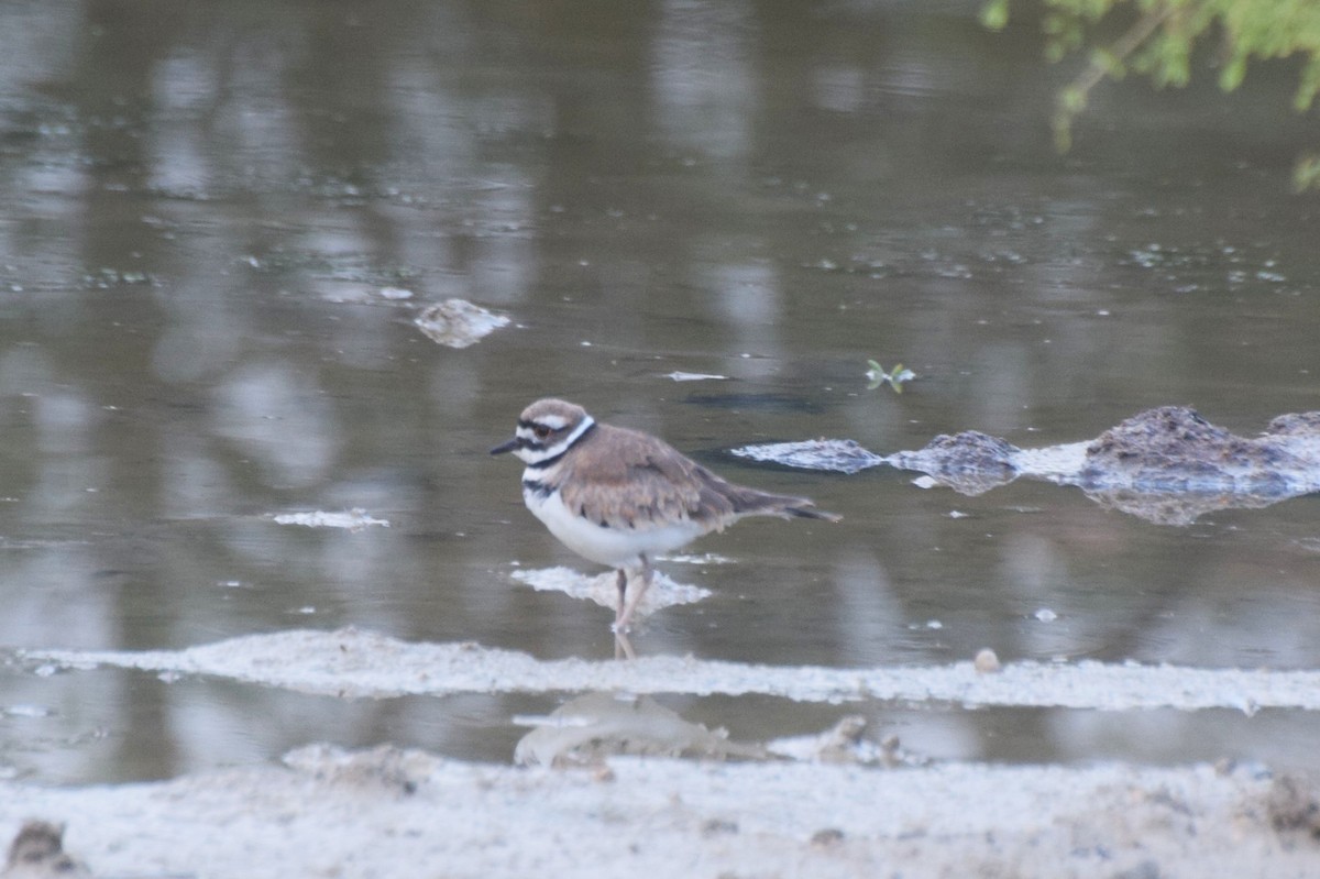 Killdeer - ML646425356
