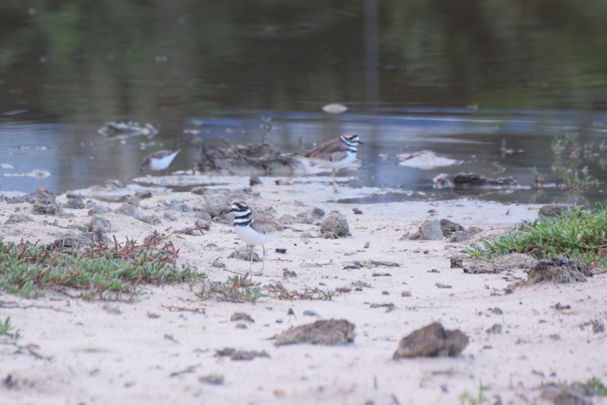 Killdeer - ML646425357