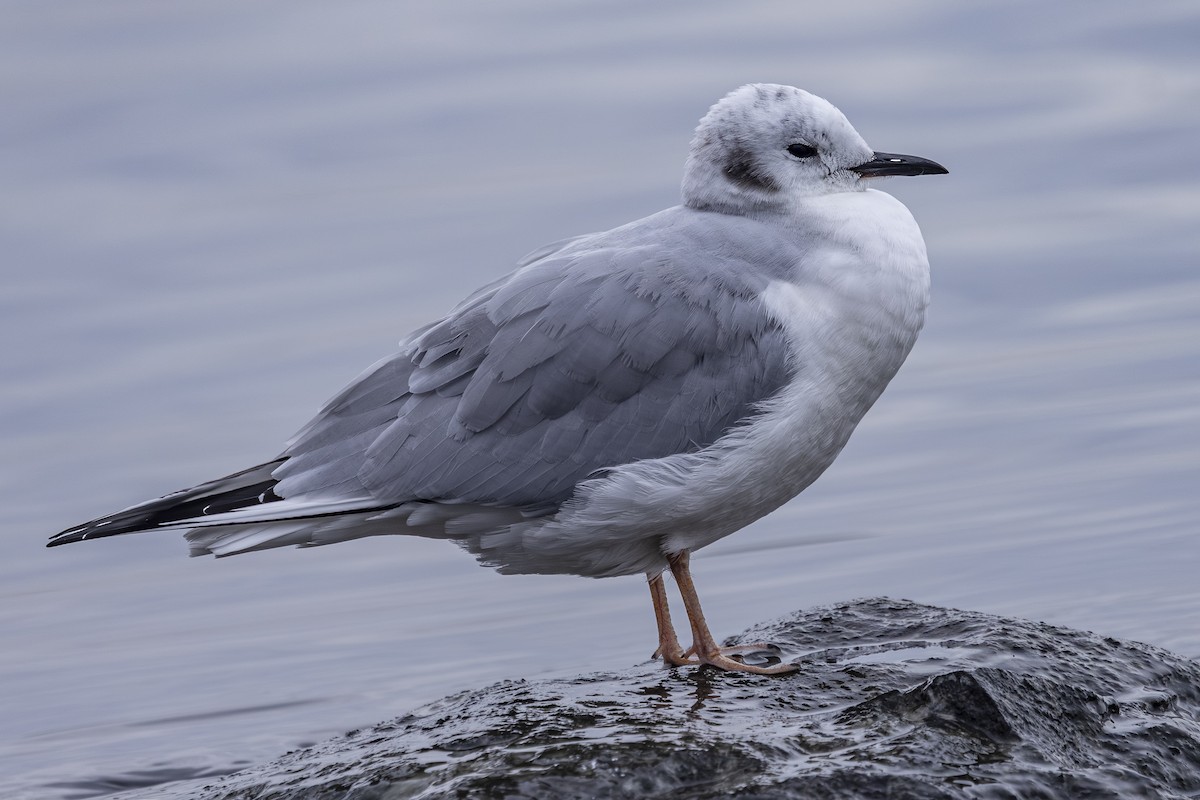 Bonaparte's Gull - ML646425358