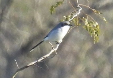 Loggerhead Shrike - ML646425359