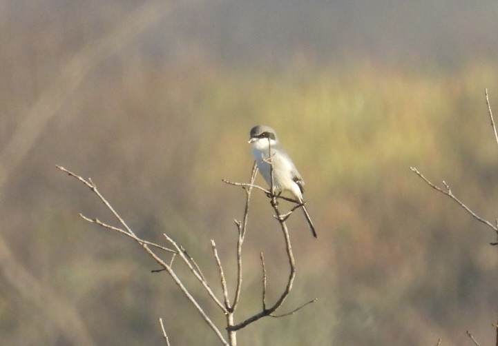 Loggerhead Shrike - ML646425360