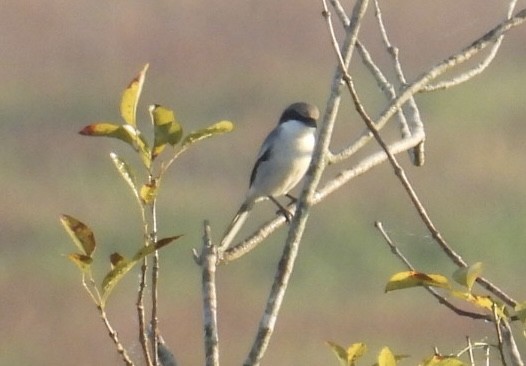 Loggerhead Shrike - ML646425361