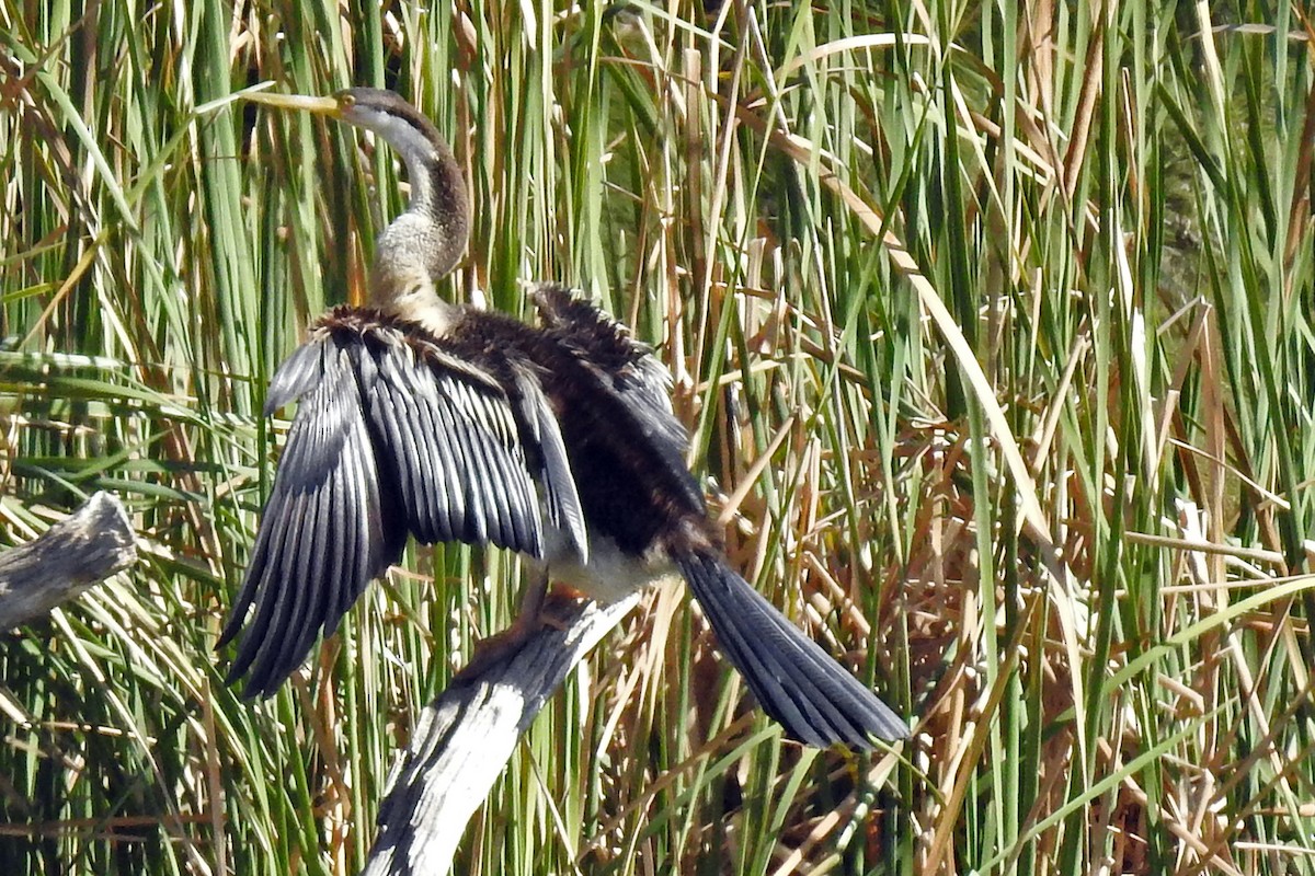 Australasian Darter - ML646425362