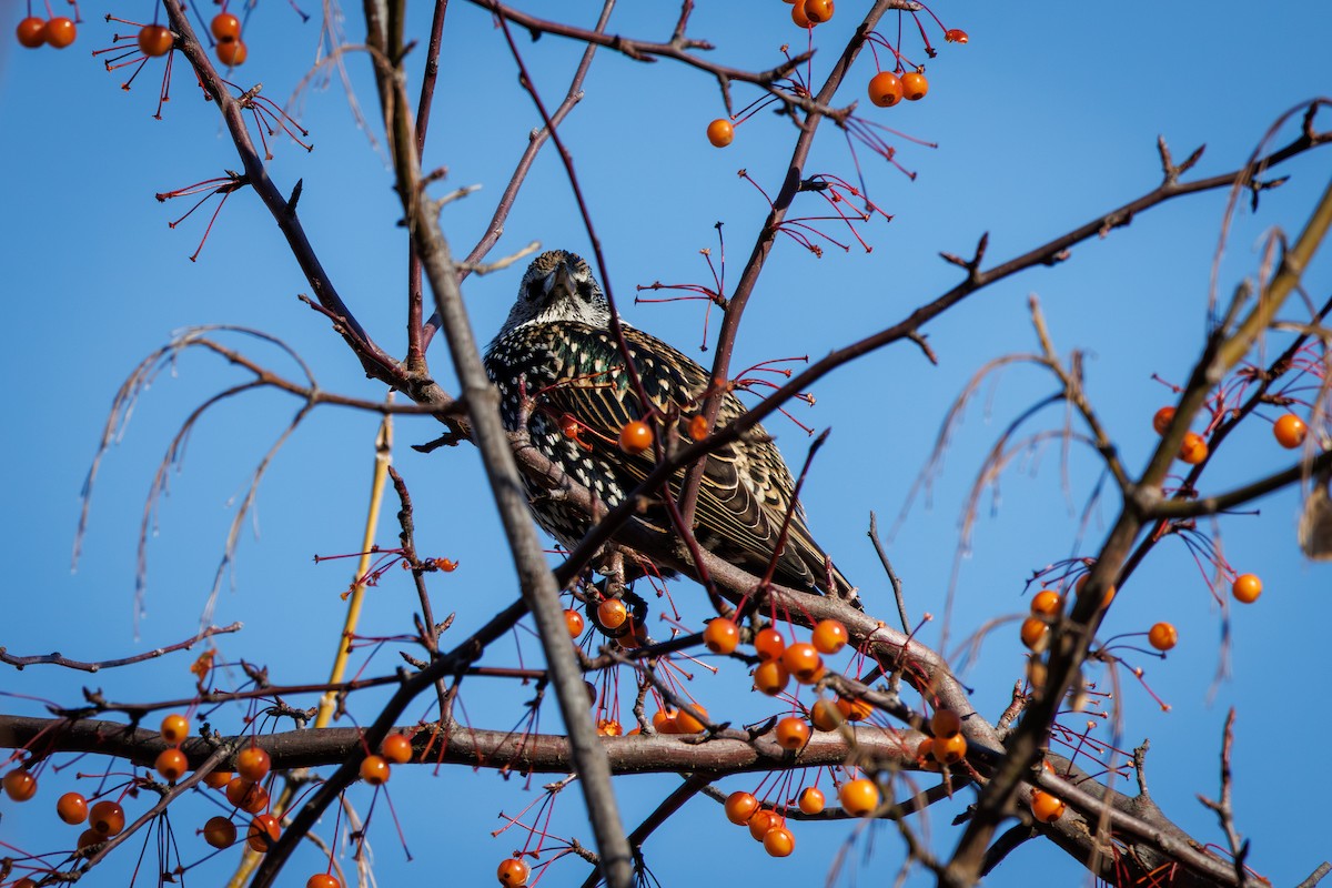 European Starling - ML646425363