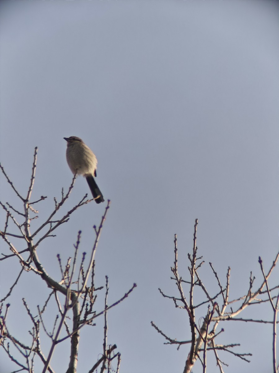 Northern Shrike - ML646425364