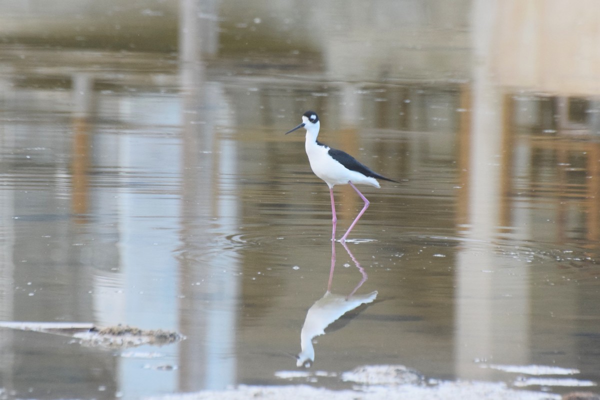 Black-necked Stilt - ML646425365