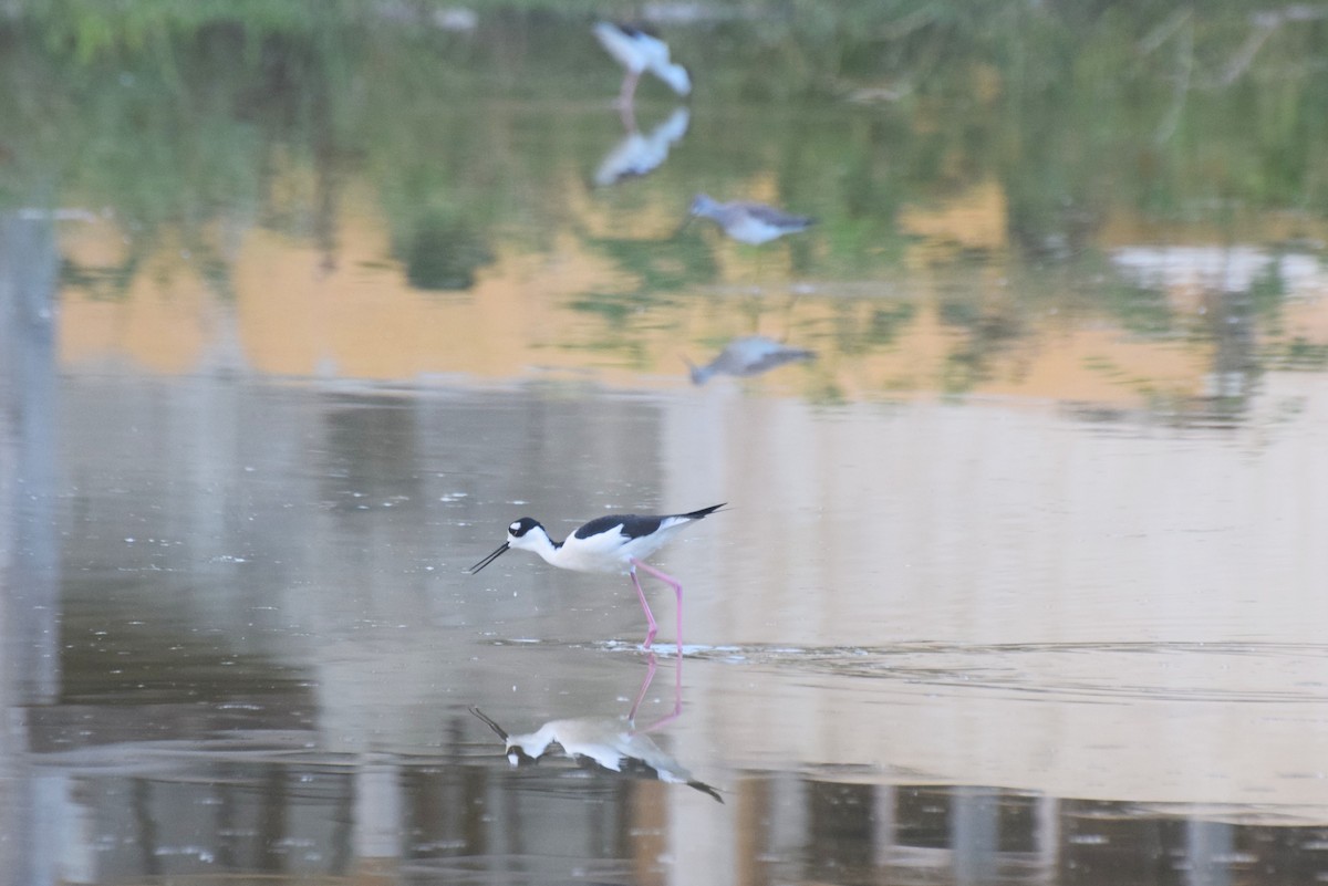 Black-necked Stilt - ML646425366