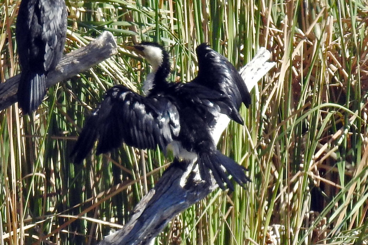 Little Pied Cormorant - ML646425367
