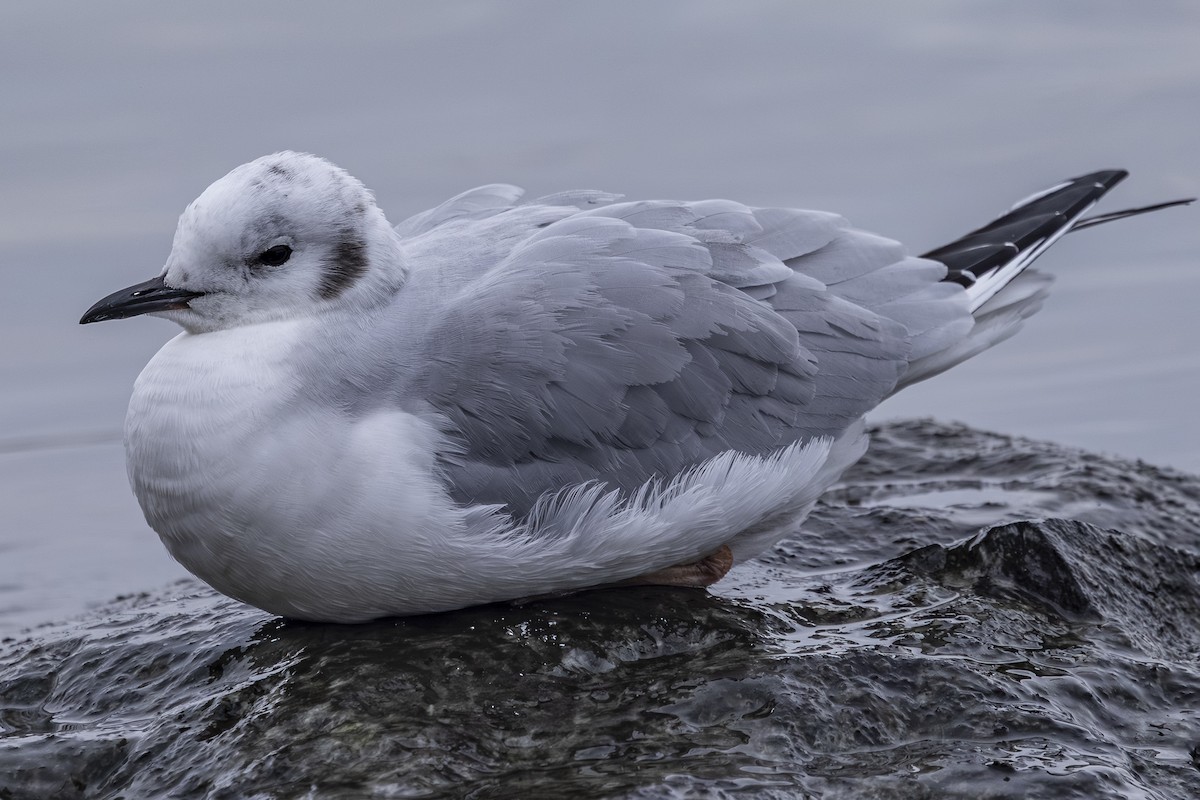 Bonaparte's Gull - ML646425368