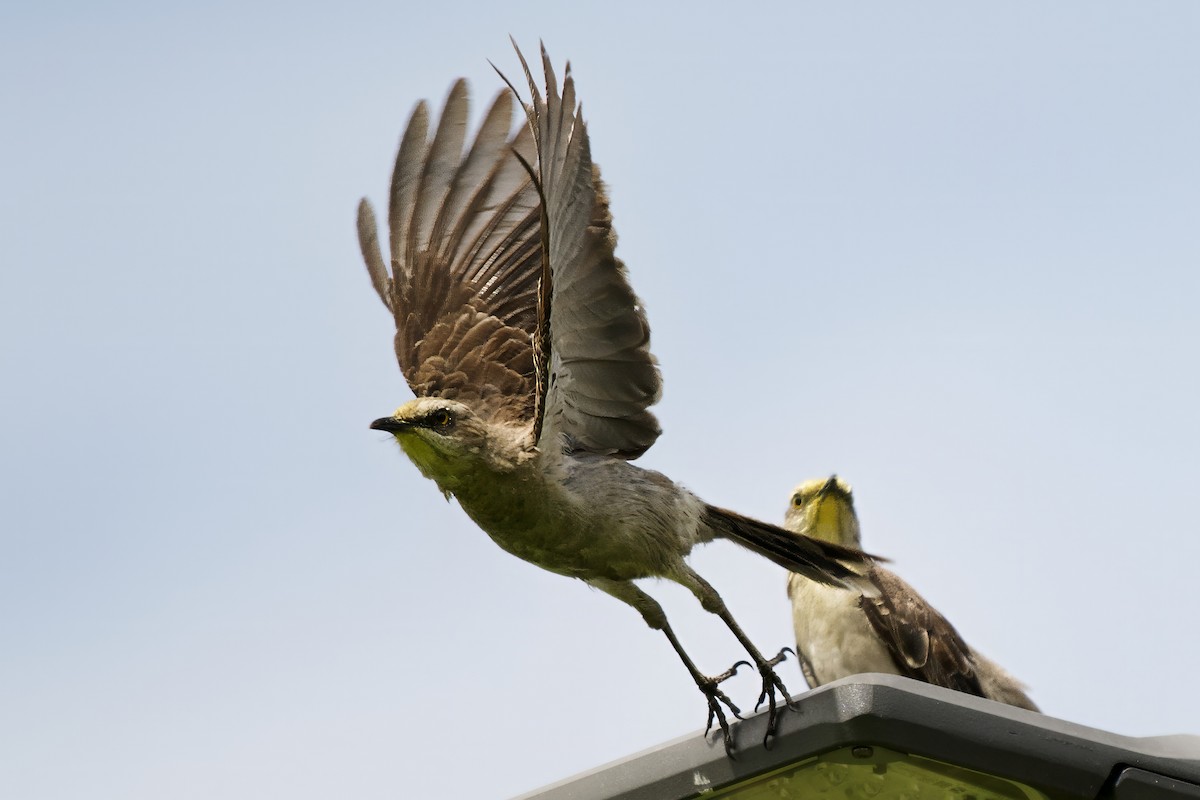 Tropical Mockingbird - ML646425369