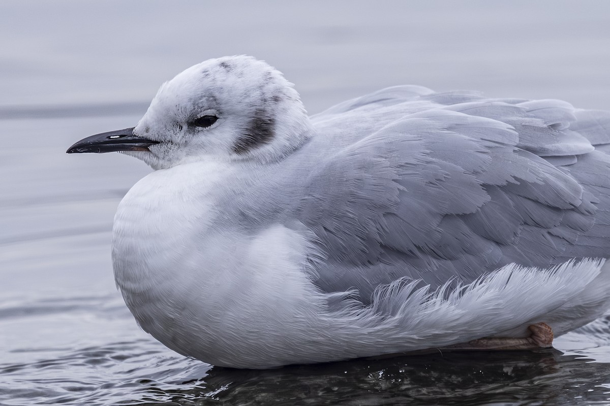 Bonaparte's Gull - ML646425375