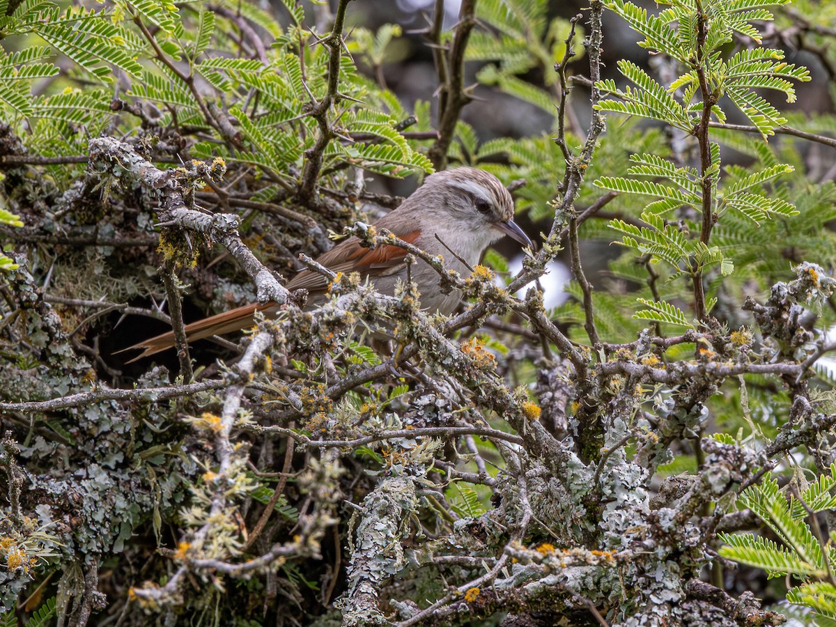 Stripe-crowned Spinetail - ML646425377