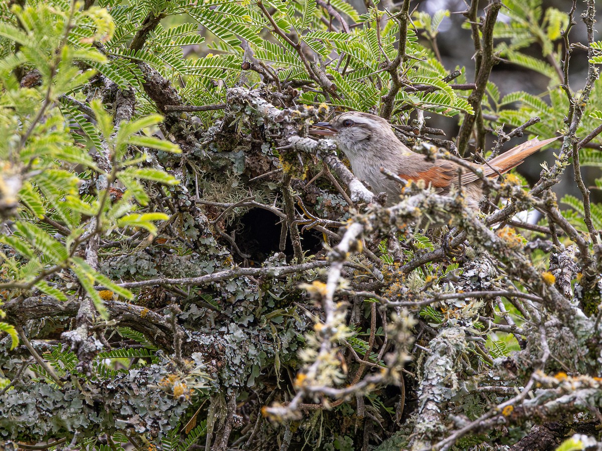 Stripe-crowned Spinetail - ML646425378