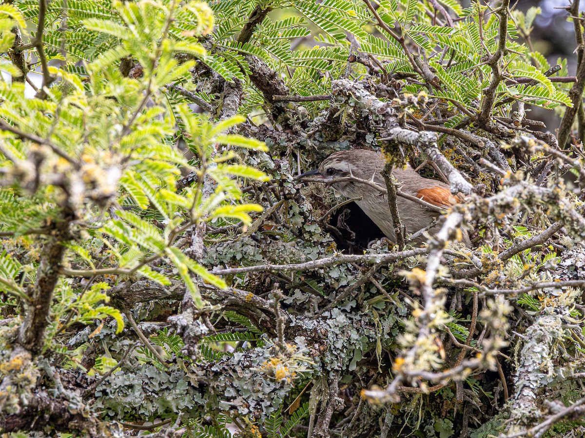 Streifenscheitel-Baumschlüpfer - ML646425383