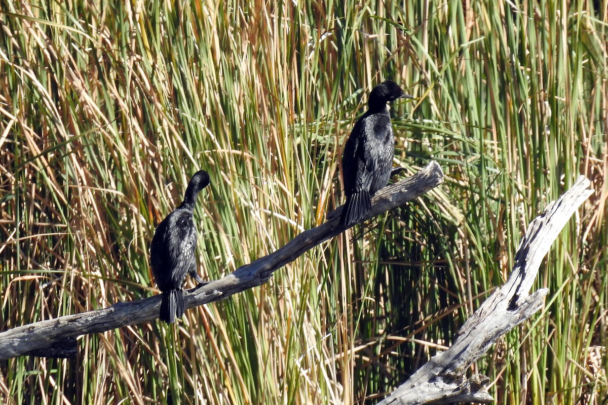 Little Black Cormorant - ML646425384