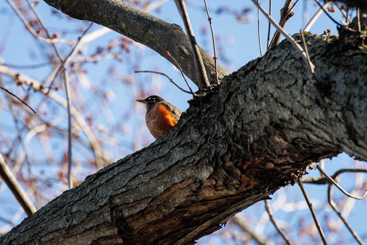 American Robin - ML646425385