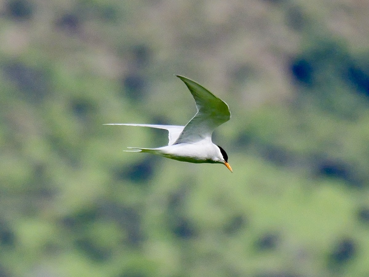 Black-fronted Tern - ML646425387