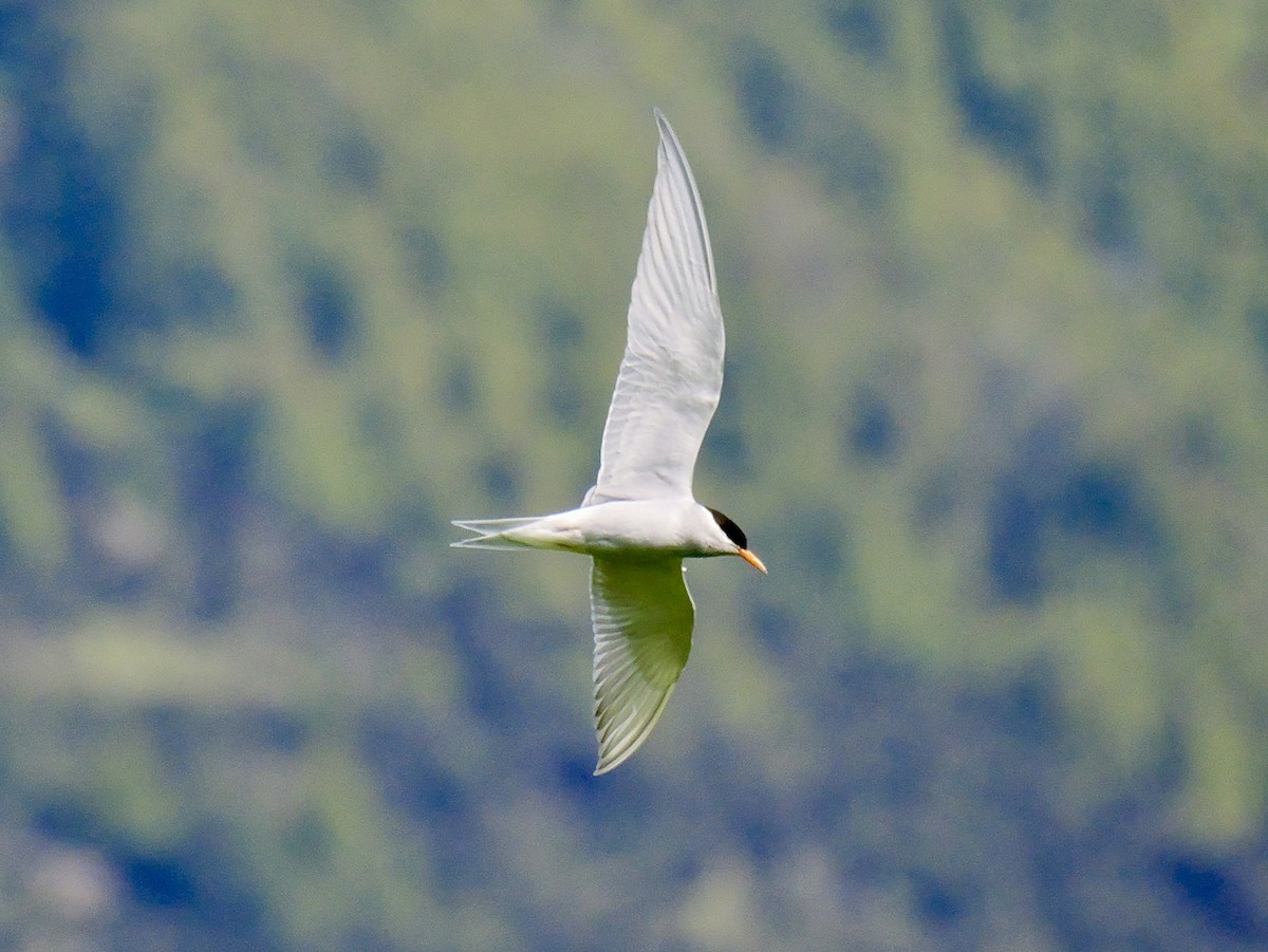 Black-fronted Tern - ML646425388