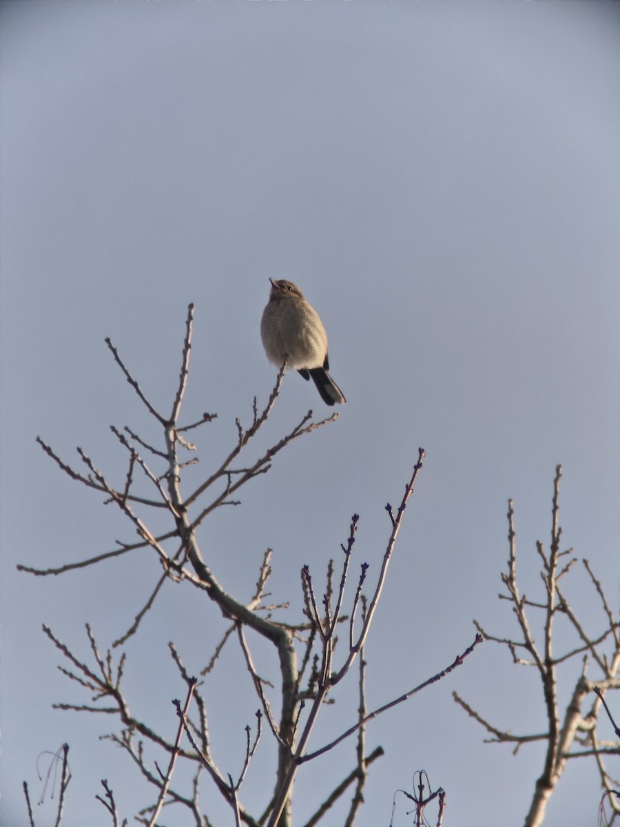 Antzandobi boreala - ML646425389