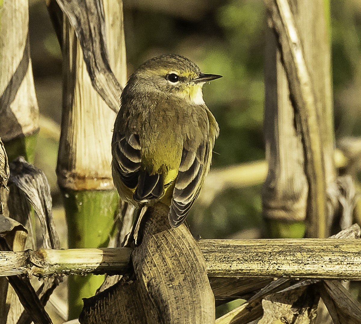 Palm Warbler (Yellow) - ML646425390