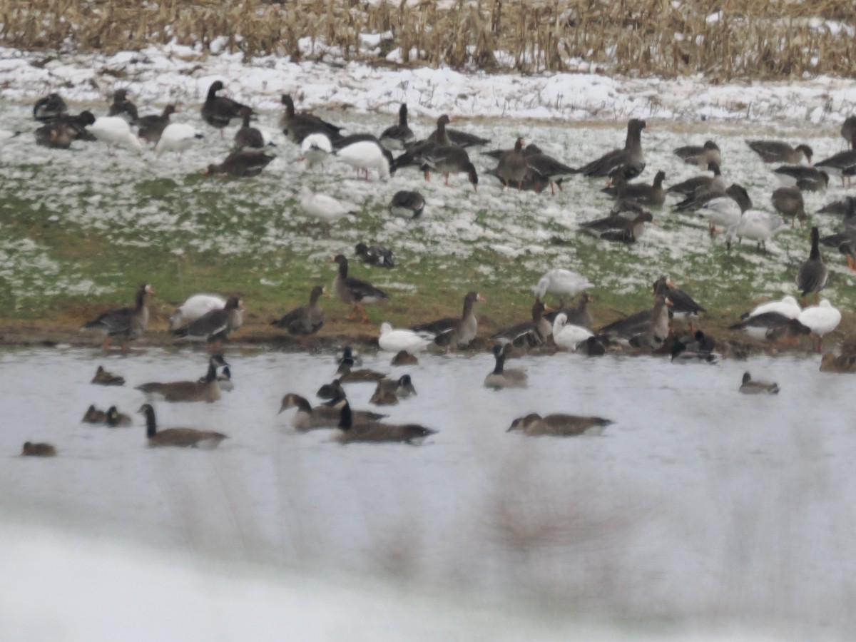 Greater White-fronted Goose - ML646425391