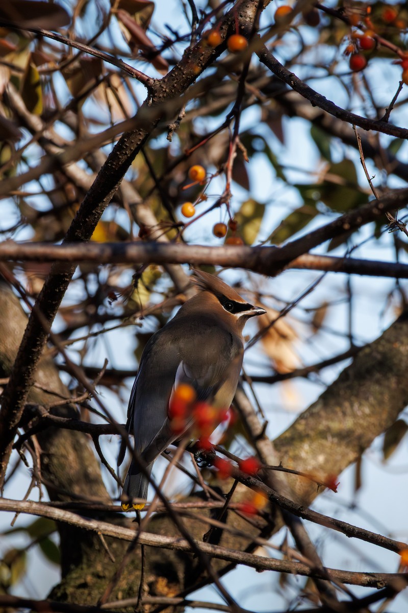 Cedar Waxwing - ML646425396