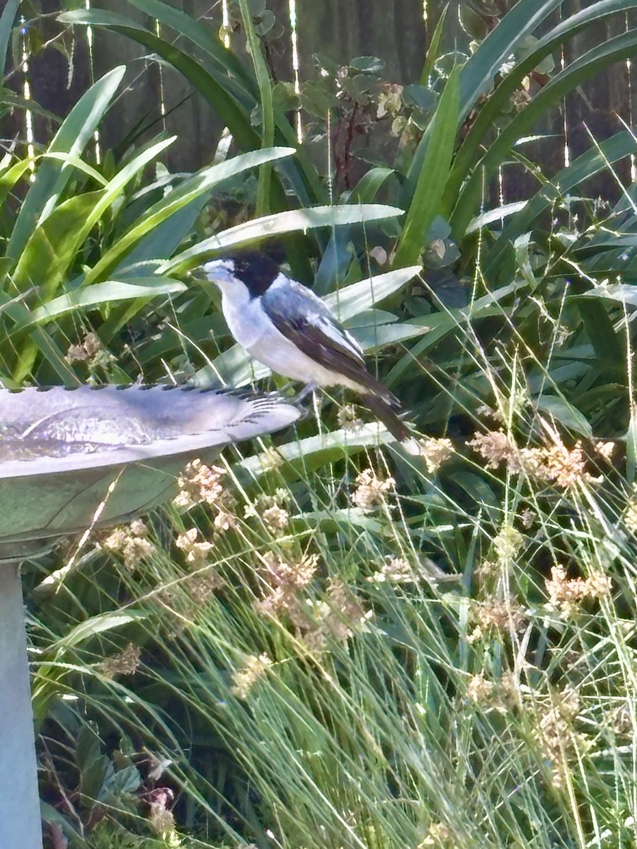 Gray Butcherbird - ML646425397