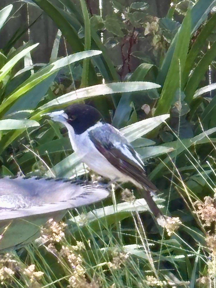Gray Butcherbird - ML646425398