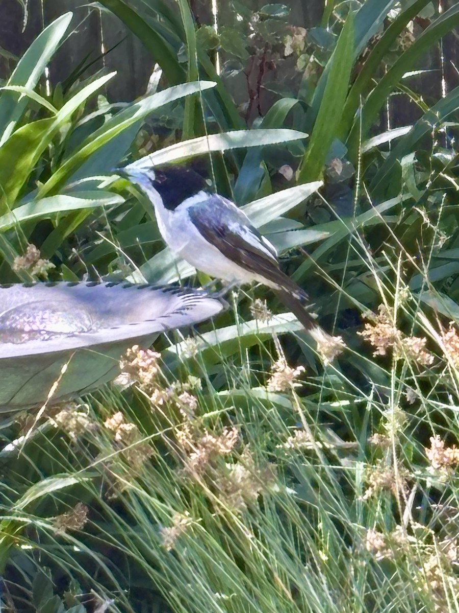 Gray Butcherbird - ML646425399