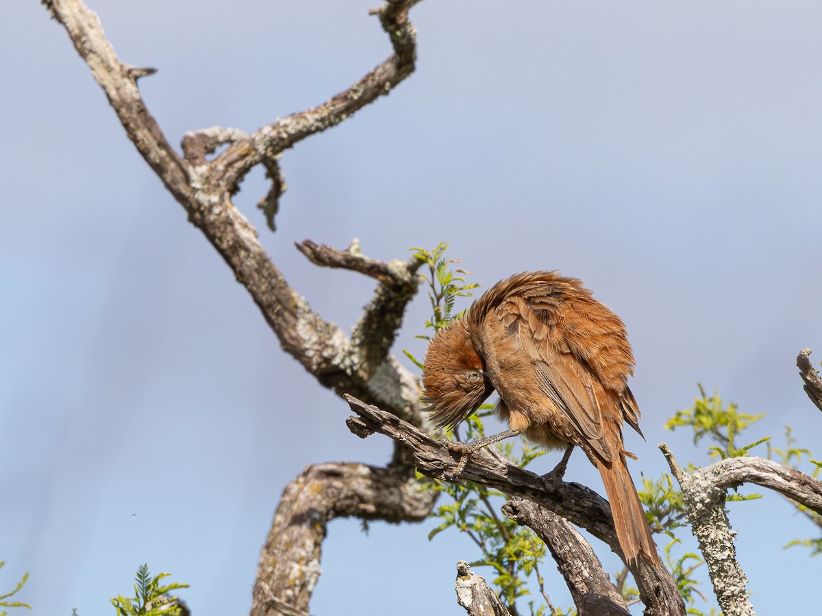 Brown Cacholote - ML646425405