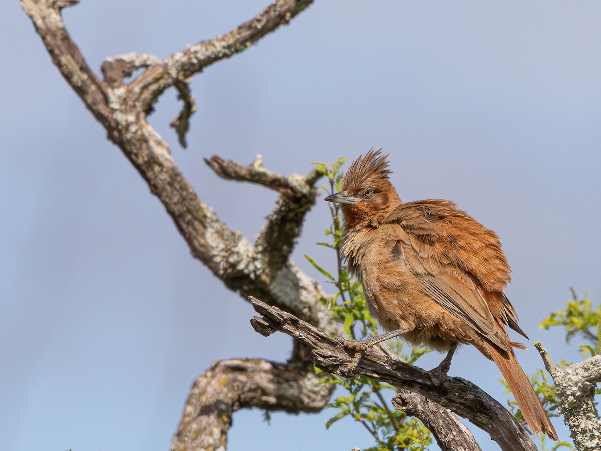 Brown Cacholote - ML646425406