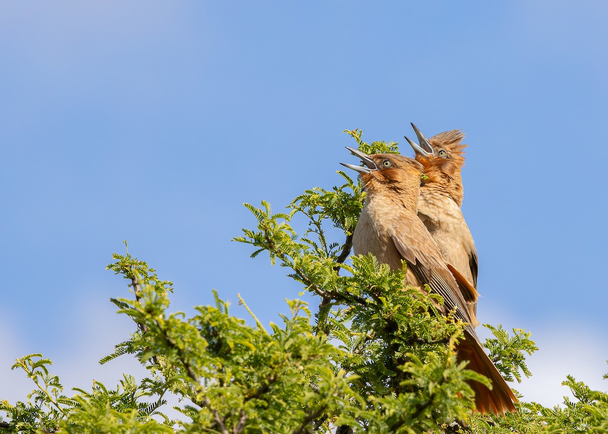 Brown Cacholote - ML646425407