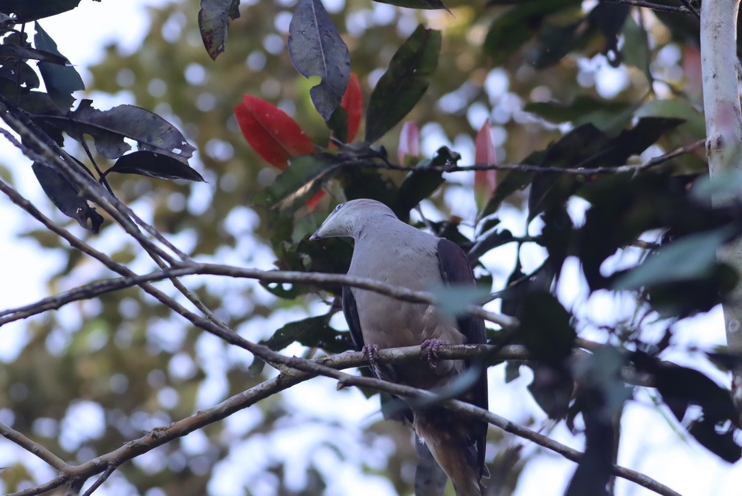 ヤマミカドバト - ML646425409