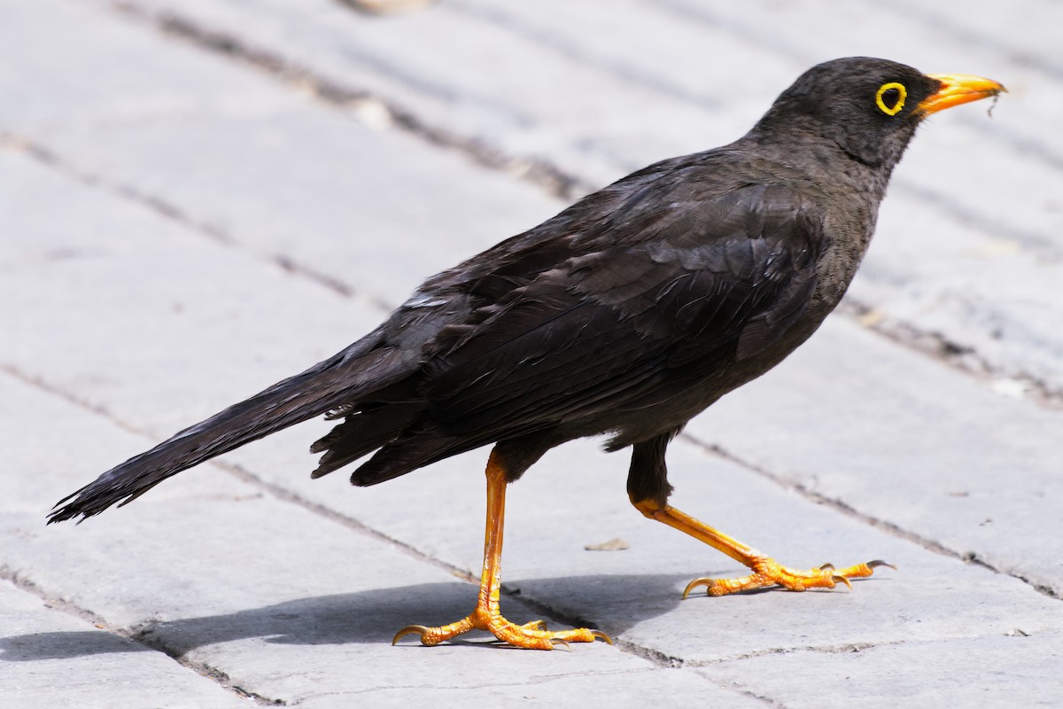 drozd velký - ML646425410