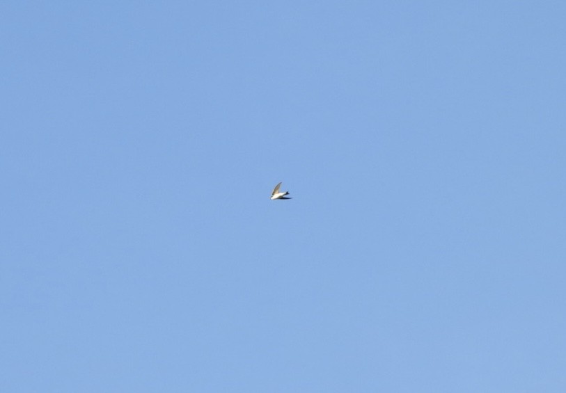 Tree Swallow - ML646425411