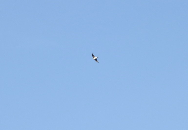 Tree Swallow - ML646425412