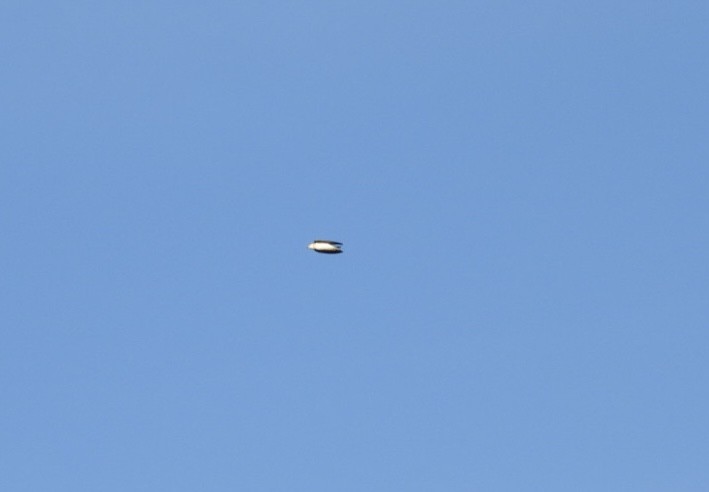 Tree Swallow - ML646425413