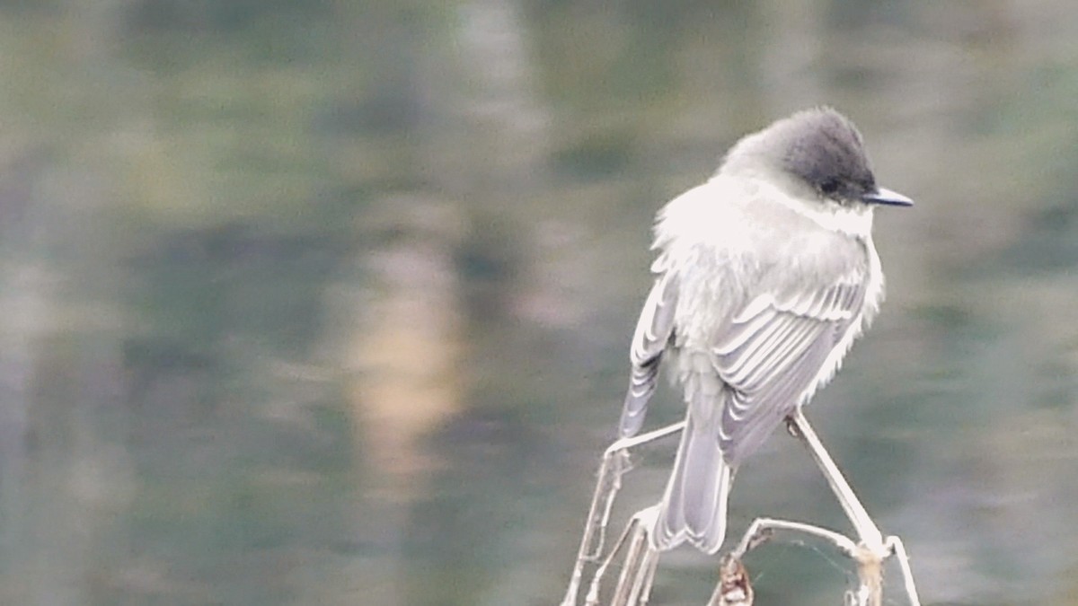 Eastern Phoebe - ML646425414