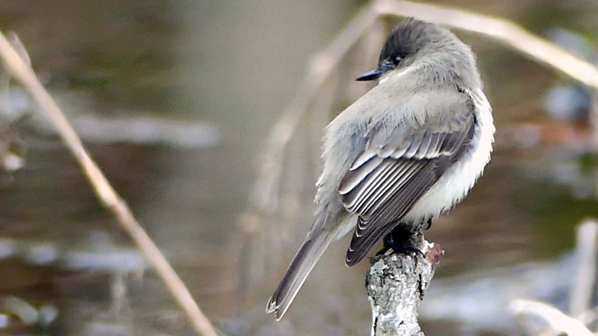 Eastern Phoebe - ML646425415