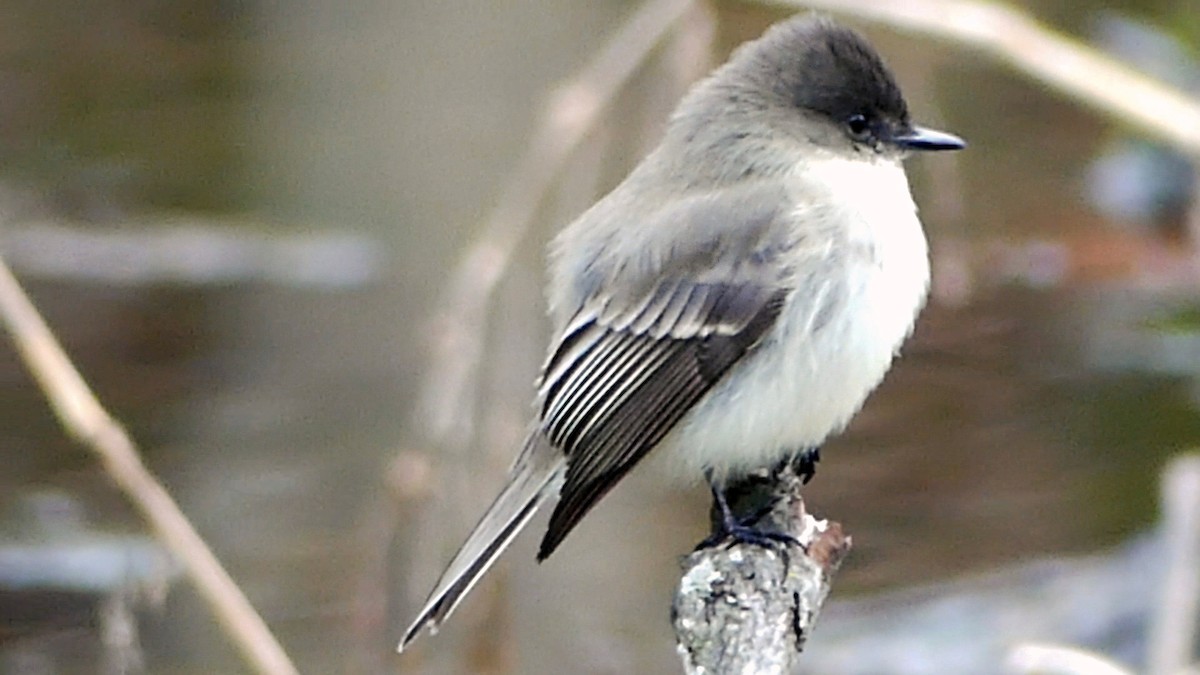 Eastern Phoebe - ML646425416