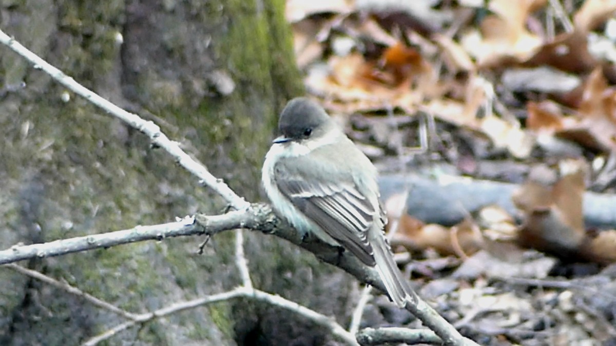 Eastern Phoebe - ML646425417