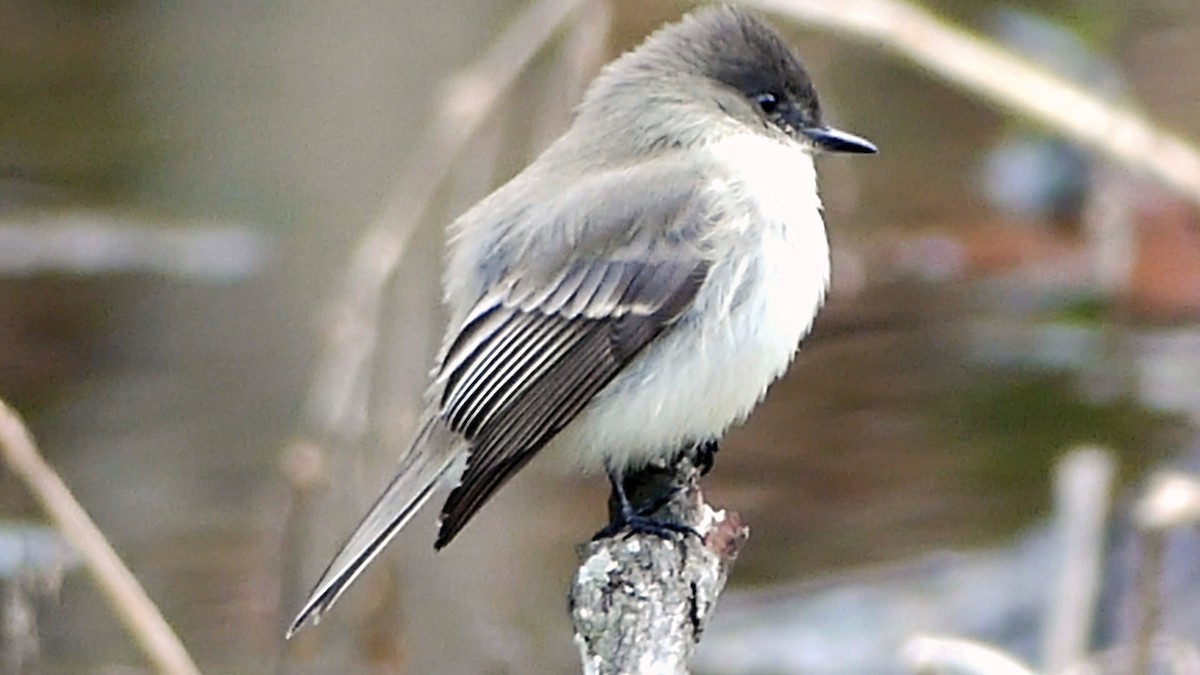 Eastern Phoebe - ML646425418