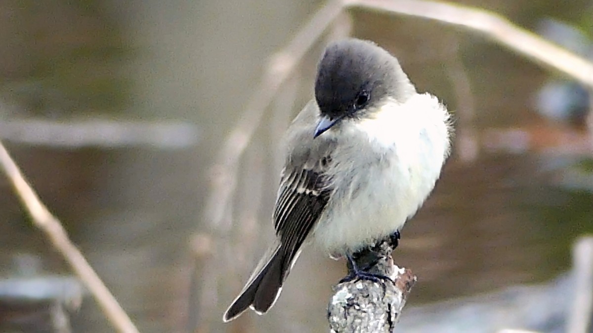Eastern Phoebe - ML646425419