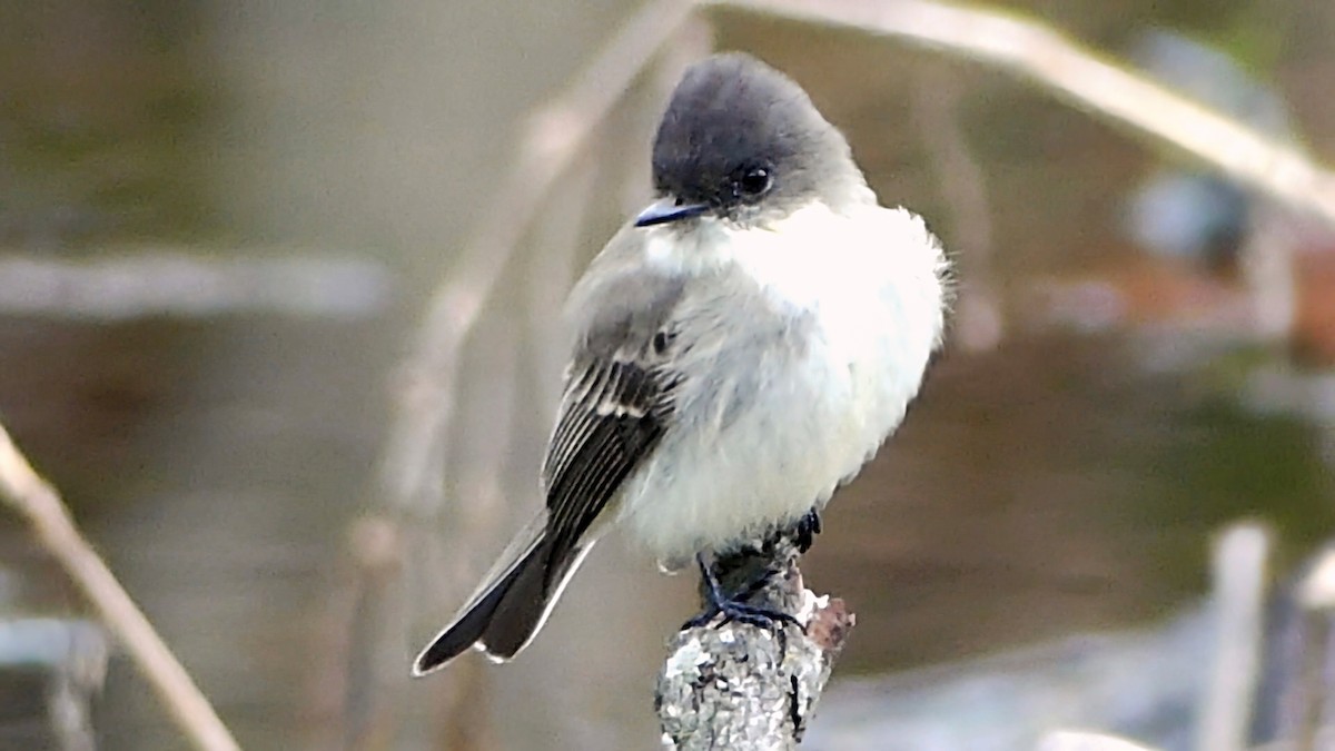 Eastern Phoebe - ML646425420