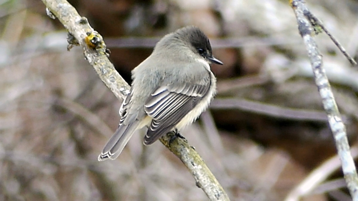 Eastern Phoebe - ML646425421